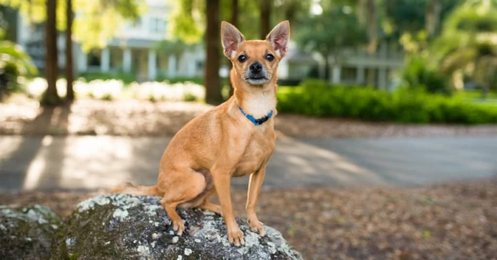 Deer Head Chihuahua outdoors, during evening sunset.