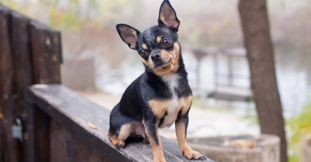 A pet Deer Head Chihuahua sitting on a deck outside.