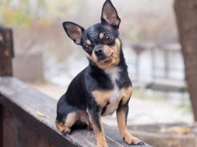 Deer Head Chihuahua Dog Breed Complete Guide | AZ Animals