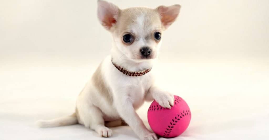 Meet The 7 Types Of Chihuahua Dogs   Deer Head Chihuahua Puppy 1024x535 