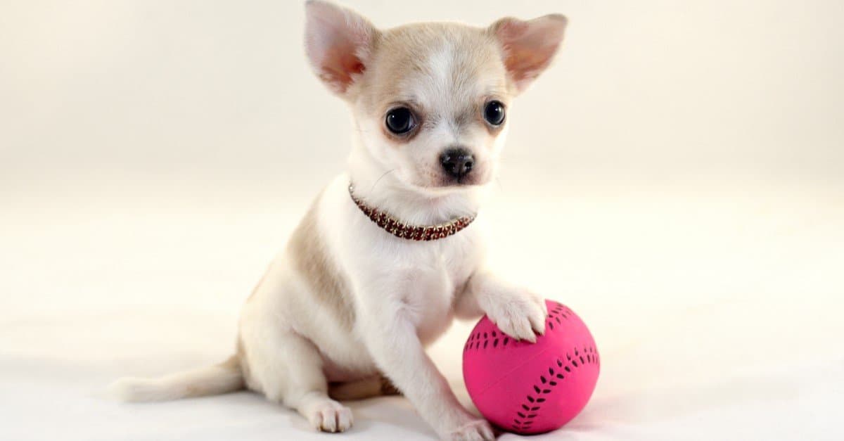Deer Head Chihuahua Dog Breed Complete Guide | AZ Animals