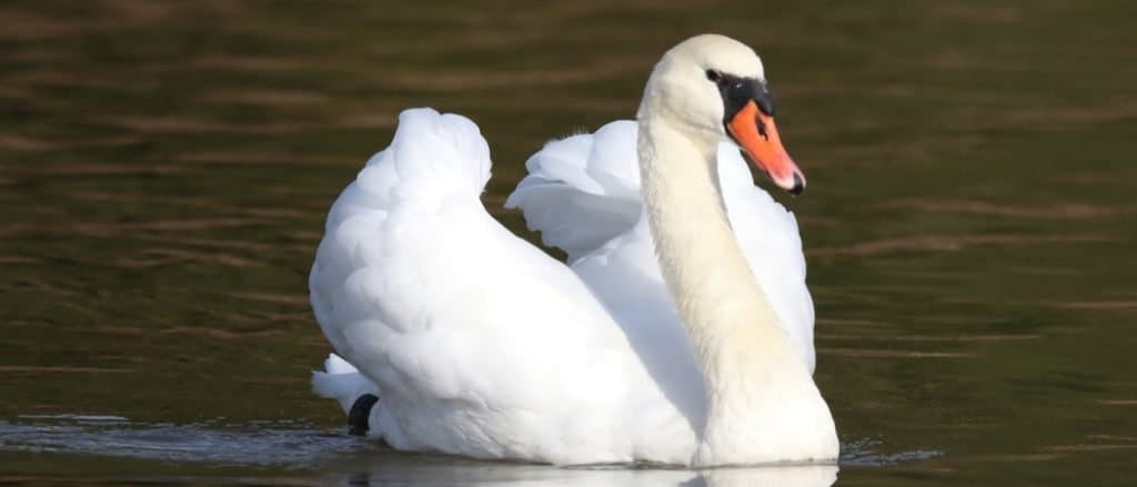 Animals in Denmark