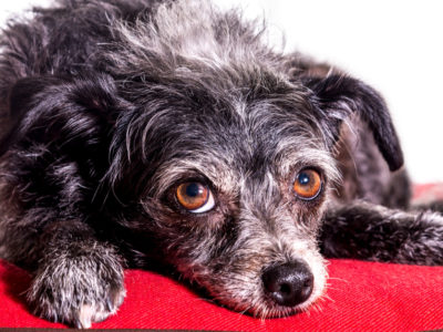 A Dorkie Dog Breed Quiz: What Do You Know?