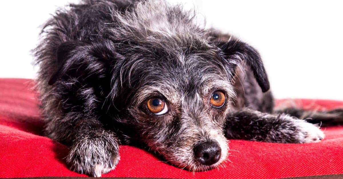 wire haired dachshund yorkie mix