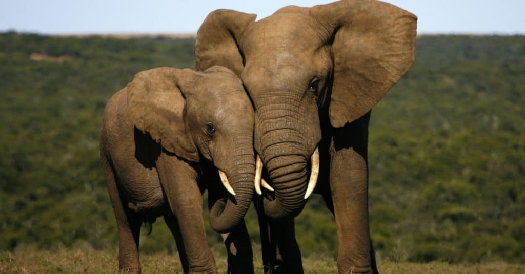 How long can an elephant live?