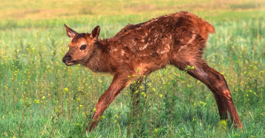 A newborn baby elk calf tries out its wobbly legs for the very first time.