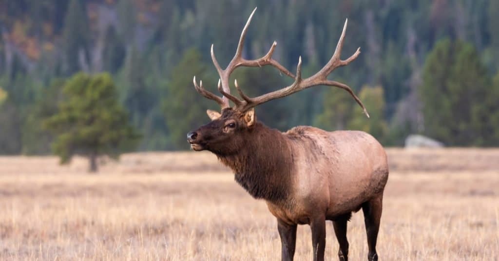 Bull Elk dans le rut d'automne
