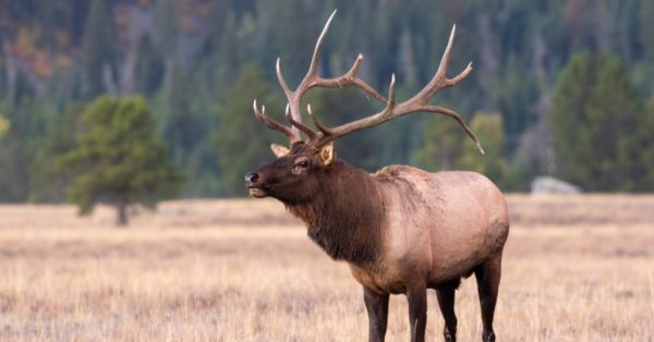 10 Incredible Elk Facts - A-Z Animals