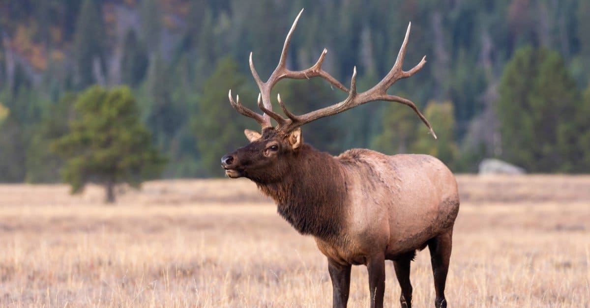 10 Incredible Elk Facts - AZ Animals