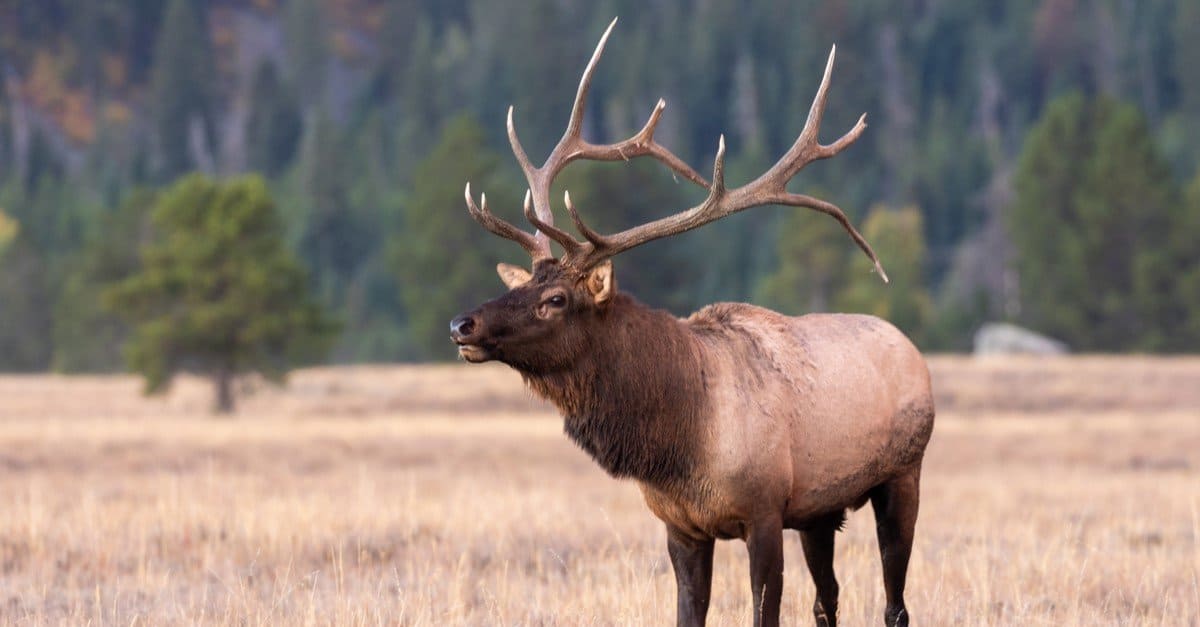 elk animal in telugu