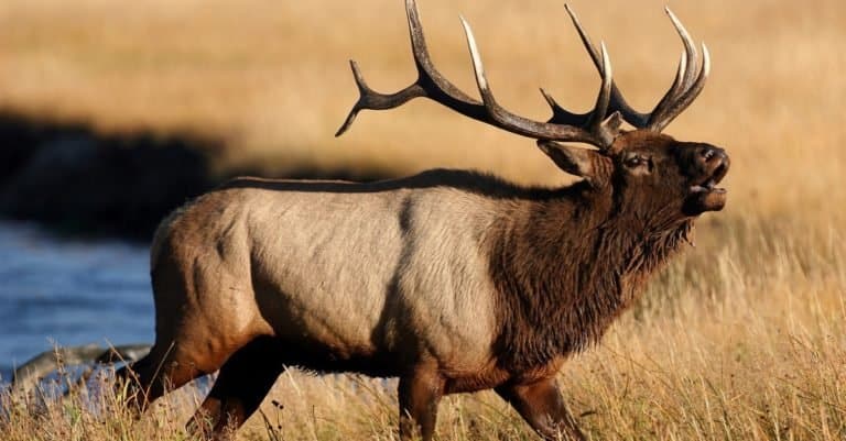 Bull Elk bugling for does.