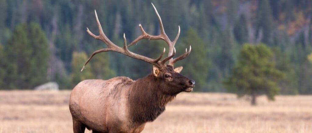 one of the largest animals in Kansas is the stunning elk