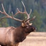 Elk
