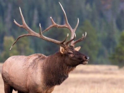 Elk Picture