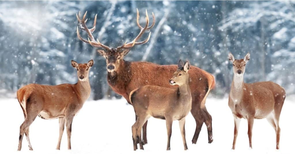 Family of elk against the background of a beautiful winter snow forest.