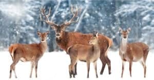 Elk vs Mule Deer: What Are The Differences? Picture
