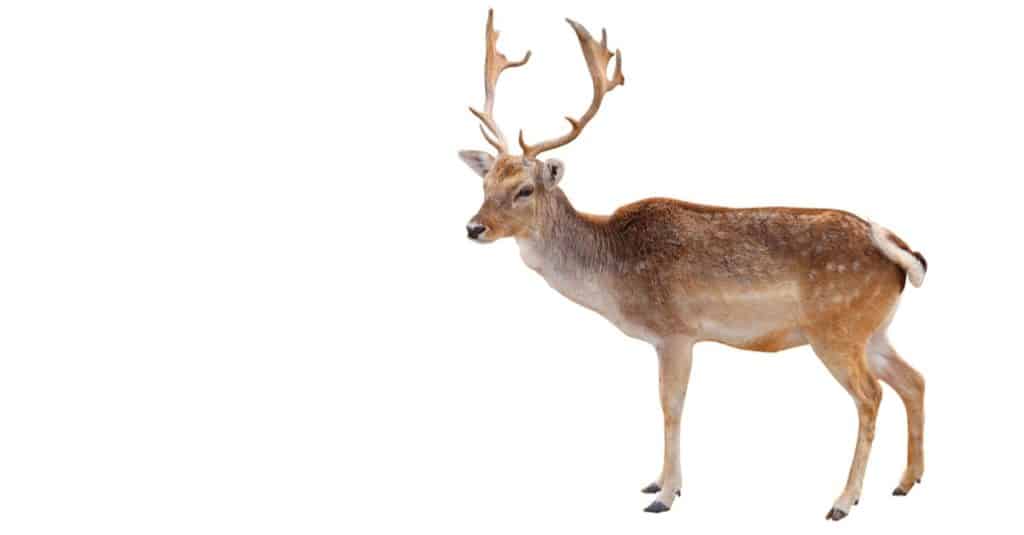 Elk in the woods isolated on white background