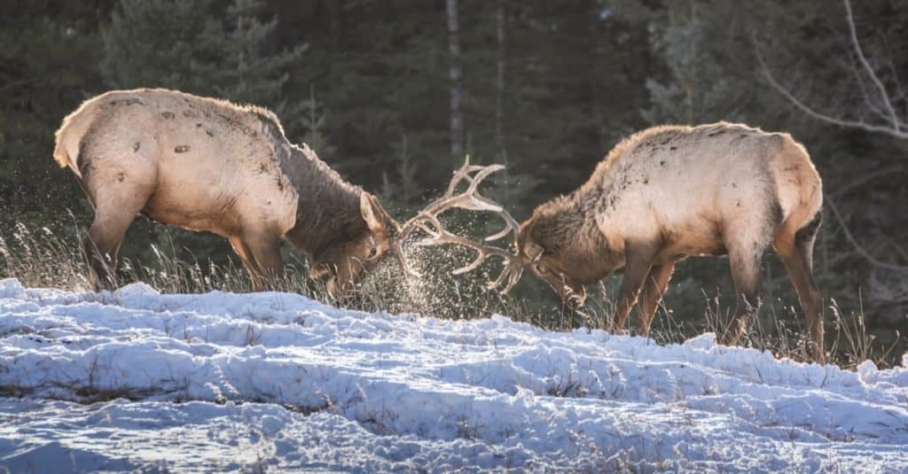 Sparring Elk in Banff National Park, Alberta, Canada.