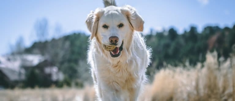 An English Cream Golden Retriever Runs and Plays with a Tennis Ball in Her Mouth