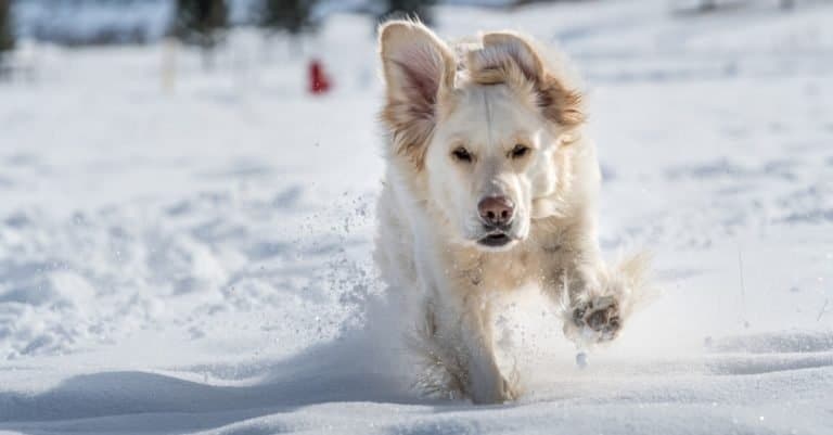 An English Cream Golden Retriever plays outside in the snow.