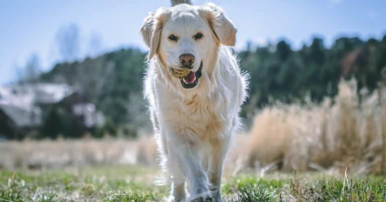 An English Cream Golden Retriever Runs and Plays with a Tennis Ball in Her Mouth