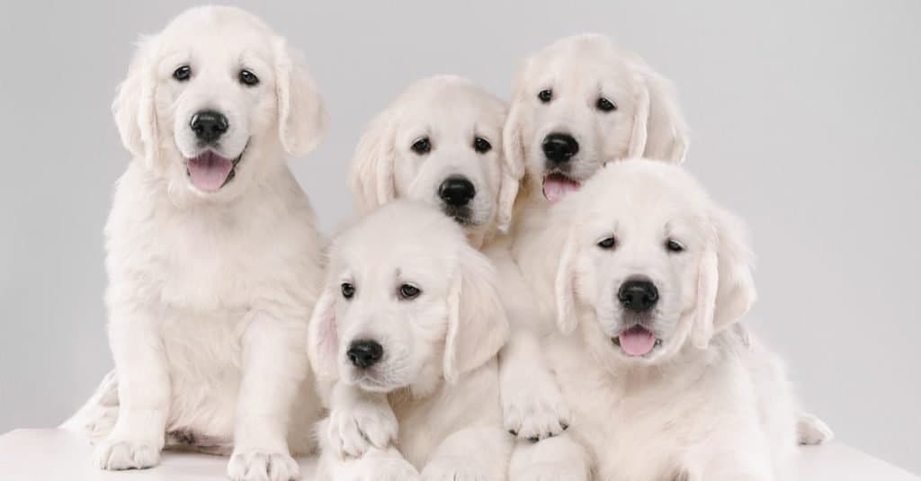 White color best sale golden retriever