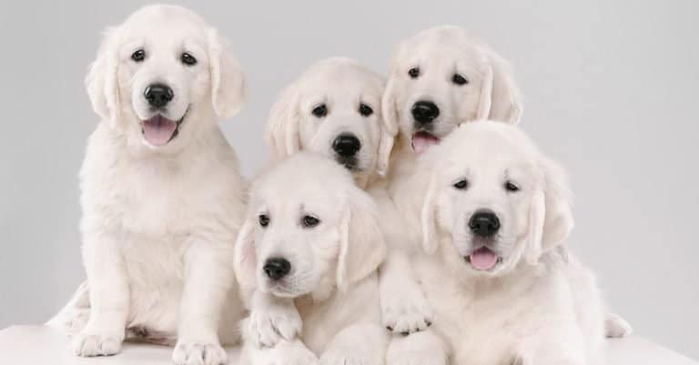 English cream golden retriever puppies posing on a white background.