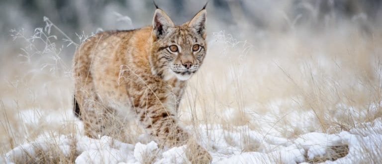 Eurasian Lynx - A-Z Animals