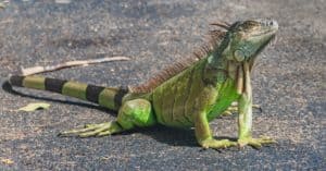 What Do Green Iguanas Eat? Picture