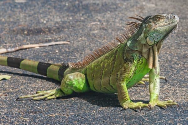 Iguanas are not native to Florida and are considered an invasive species.