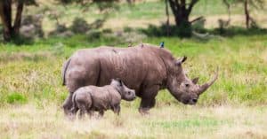 Rhinos Gestation Period: How Long Are Rhinos Pregnant? Picture