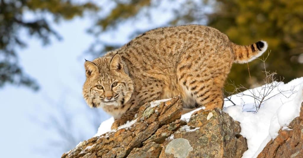 Bobcats prevalent in Sussex County