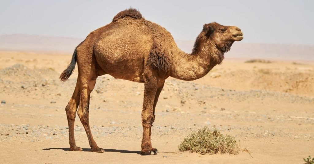 Camels are one of the strongest and hardiest animals in the world