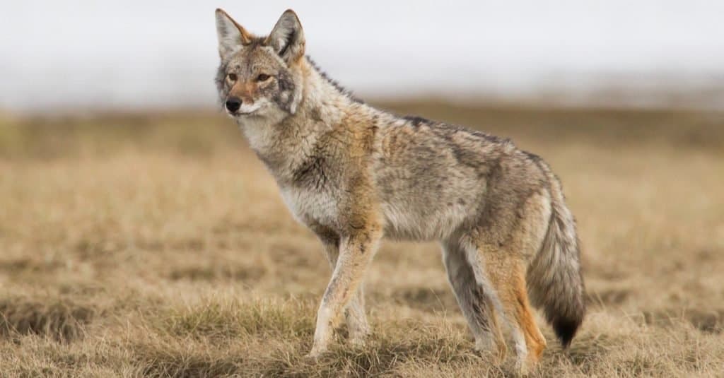 Coyote Size: How Big Do Coyotes Get? - A-Z Animals