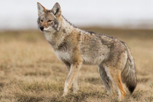 Coyotes are extremely bold predators, who will sometimes attack pets right in the presence of one or more humans. 