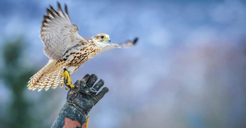 Exotic Pet Ownership falcon