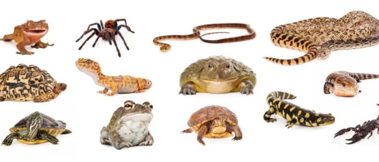 Exotic Pet Ownership