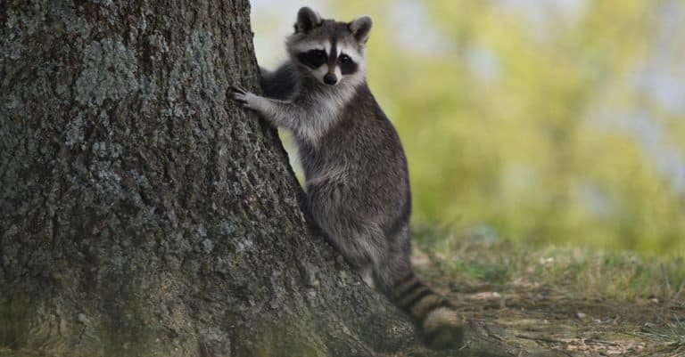 Exotic Pet Ownership raccoon