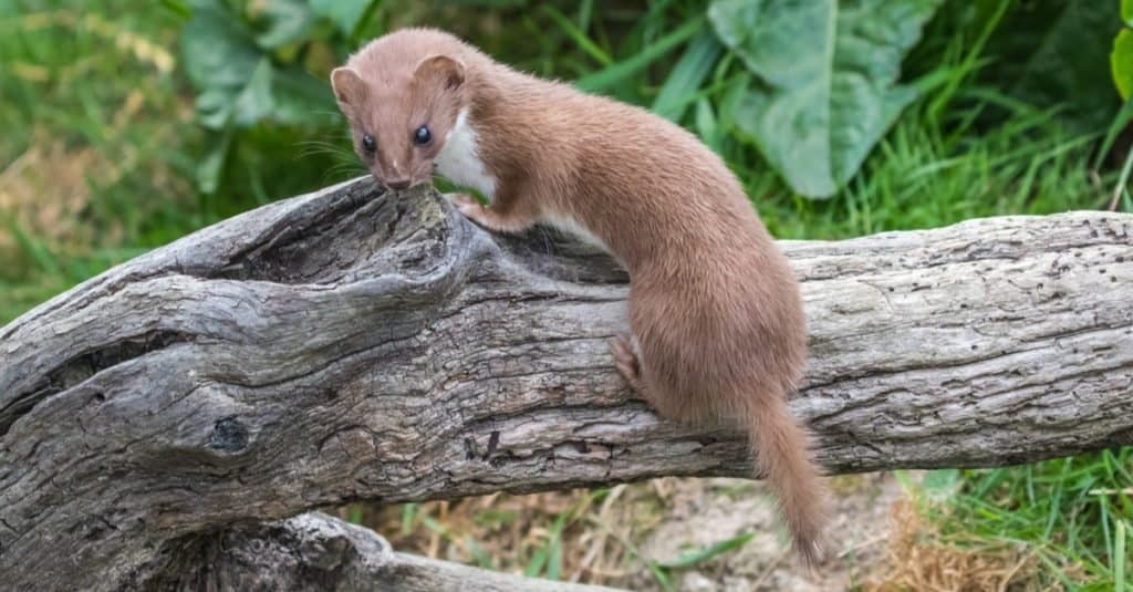 Weasels look for food everywhere