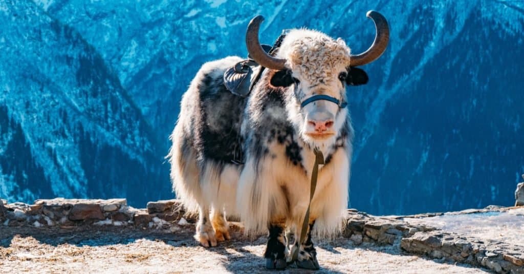 Yak Vs Ox Key Differences Explained A Z Animals   Exotic Pet Ownership Yak 1024x535 