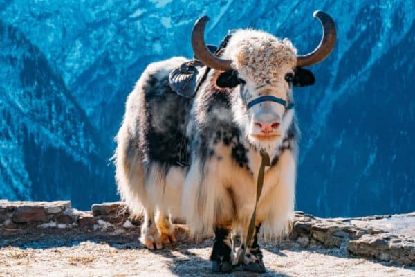 Yaks, originating from Tibet, are incredibly useful. It can be used as a pack animal, and its body can provide meat that's leaner than cow beef, as well as clothing and fabric for shelters and ropes.