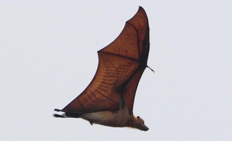 Extinct Animals: Guam Flying Fox