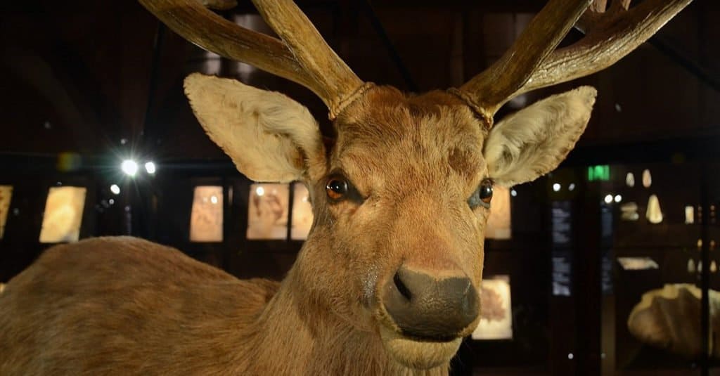 Extinct Animals: Schomburgk's Deer