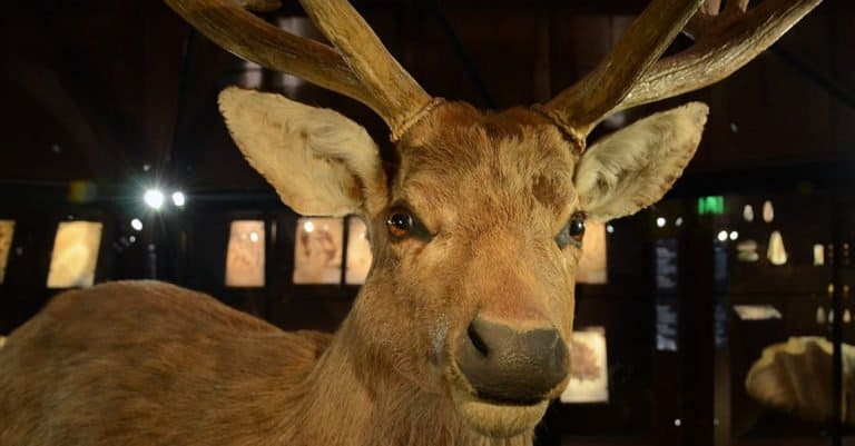 Extinct Animals: Schomburgk's Deer