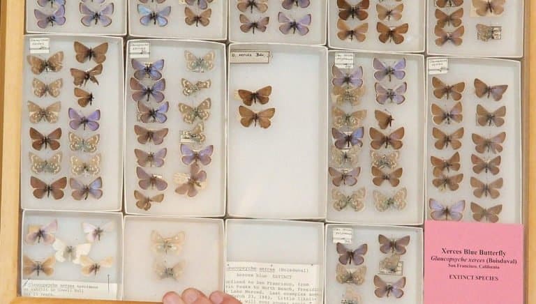 Extinct Animals: Xerces Blue