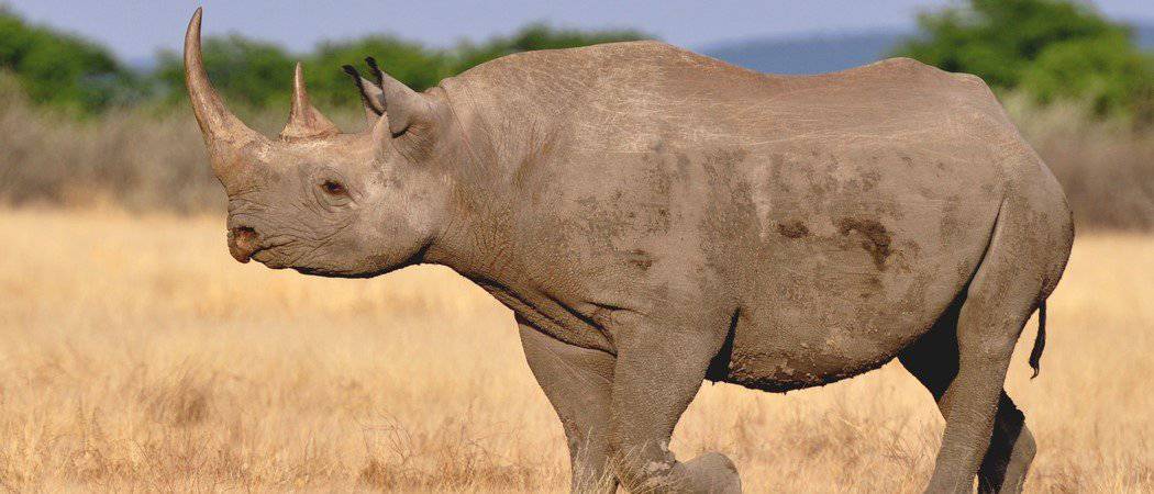 Extinct Animals: 13 Species That Are Gone Forever - AZ Animals