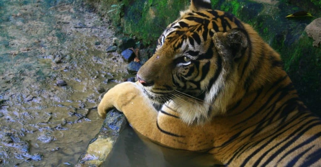 9 Types of Tigers: 6 Endangered, 3 Extinct