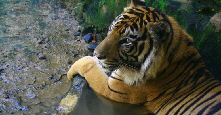 Extinct Animals: Javan Tiger