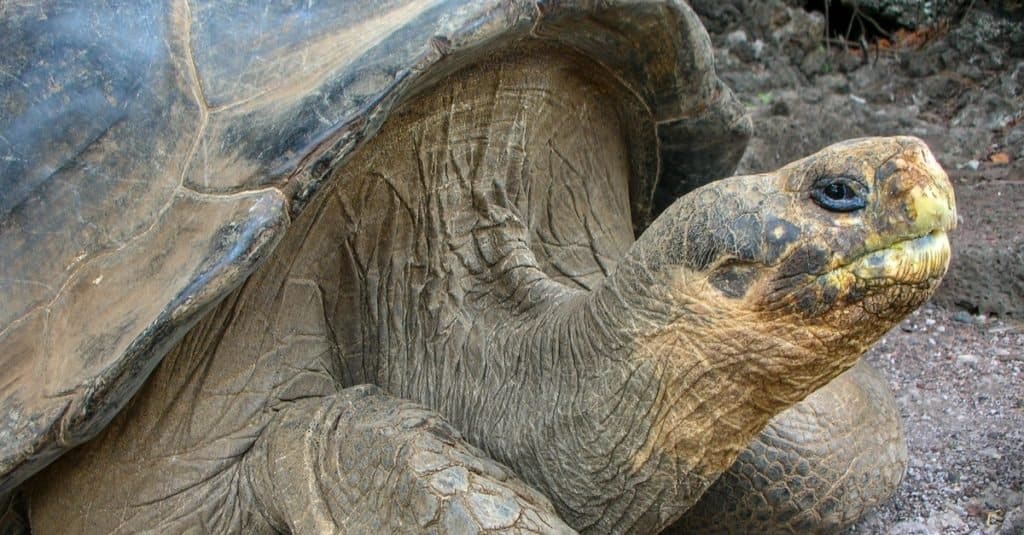 pinta giant tortoise