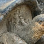 Lonesome George was a male Pinta Island tortoise and the last known individual of the species on the Galapagos Islands, Ecuador